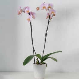 Potted orchid with pale pink blooms in a white ceramic pot