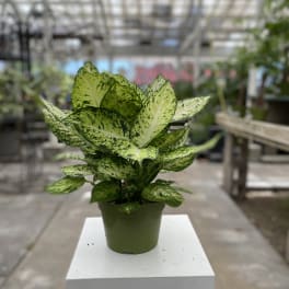 Potted variegated green houseplant in a plastic nursery pot