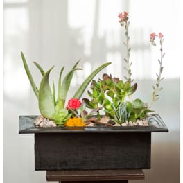 Succulent arrangement in a rectangular black planter with pebbles