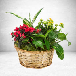 Mixed Plant Basket