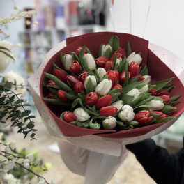 Bouquet of red and white tulips wrapped in pink paper