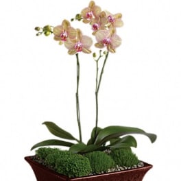 Potted orchid plant with pale pink blooms in a rectangular planter