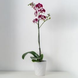 Potted orchid with magenta and white blooms in a white planter