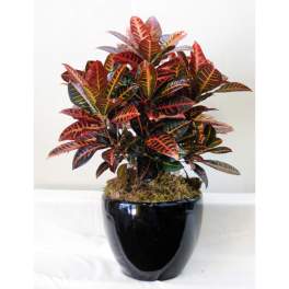 Potted croton plant with multicolored leaves in a black container