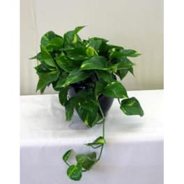 Potted trailing green houseplant with glossy heart-shaped leaves