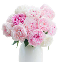 Pink and white peonies arranged in a white vase