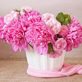 Two Dozen Pink Peonies in a Vase