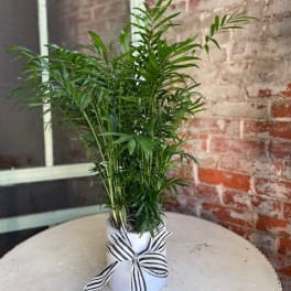 Potted green palm plant in a white container with a striped ribbon