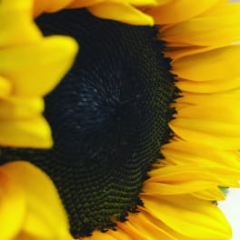 Close-up of a yellow sunflower with a dark center