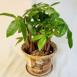 Potted money tree plant in a decorative ceramic pot