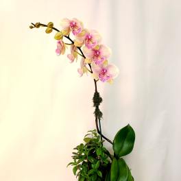 Potted orchid arrangement with pink blooms and glossy green leaves