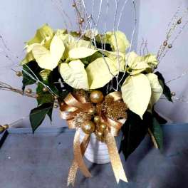 White poinsettia arrangement in a white vase with gold ribbon and decorative branches