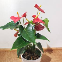 Potted anthurium plant with red blooms in a white container