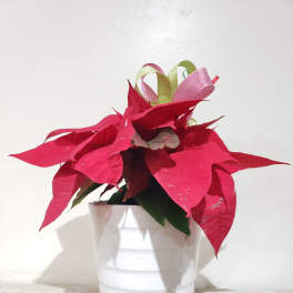 Potted red poinsettia in a white ceramic container with ribbon loops