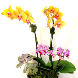 Potted arrangement of yellow and pink phalaenopsis orchids with a succulent in a blue ceramic pot