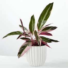 Calathea Stromanthe Triostar