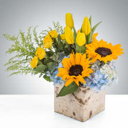 Yellow tulips, sunflowers, and blue hydrangeas in a birch-style box