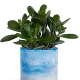 Sky Glass Jade Plant