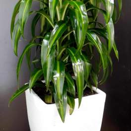 Potted dracaena plant in a white square planter