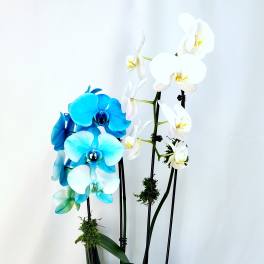 Tall blue and white phalaenopsis orchid plant in a white ceramic pot with trailing greenery.