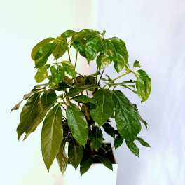 Potted green houseplant in a white square planter