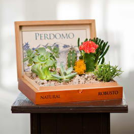 Succulent and cactus arrangement in a wooden box with pebbles