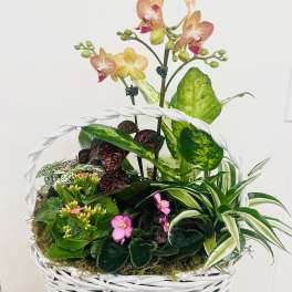 Mixed potted plants and orchids in a white wicker basket