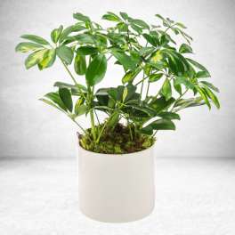 Umbrella Plant