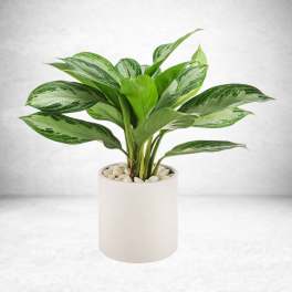 Chinese Evergreen Plant