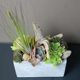 Succulent arrangement in a white rectangular planter with driftwood and tall grass
