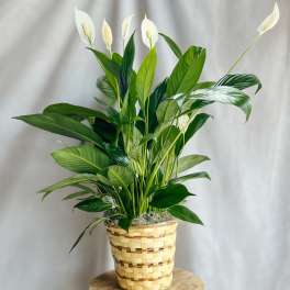 Potted peace lily in a woven basket planter