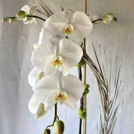 White orchid arrangement with tall stems and buds
