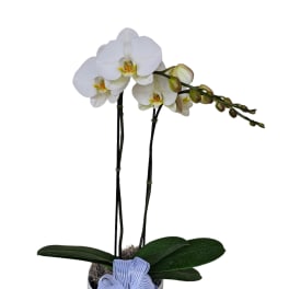 Potted white orchid plant with two tall stems in a white container with a white bow