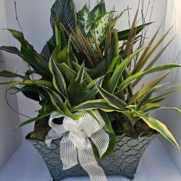 Mixed green plant arrangement in a textured rectangular planter with a white ribbon