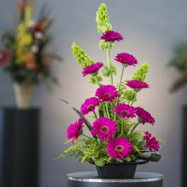 Magenta gerbera daisies in a low black container with green accents