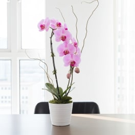 Pink orchid plant in a white pot on a table