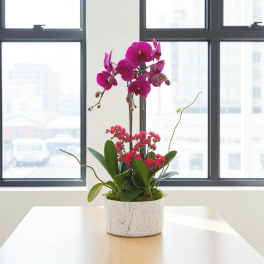 Pink orchids in a white pot with small pink blooms