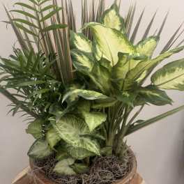 Tropical potted plant arrangement in a ceramic bowl