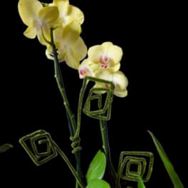 Yellow Orchid plant