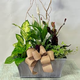 Potted peace lilies and mixed foliage in a gray planter with a burlap bow and blue butterfly