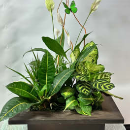 Tropical plant arrangement with white peace lilies in a dark planter