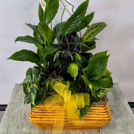 Potted plant arrangement with white blooms, a blue butterfly, and a yellow ribbon in a basket