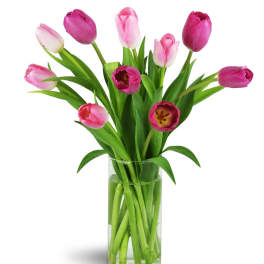 Pink and white tulips in a clear glass vase