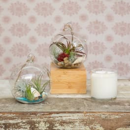 Two glass terrariums with air plants and shells beside a white candle