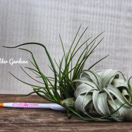 Air plant arrangement with long green leaves on a wooden surface