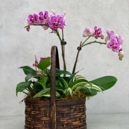 Pink orchids in a woven basket planter