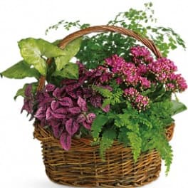 Basket of pink flowering plants and green foliage