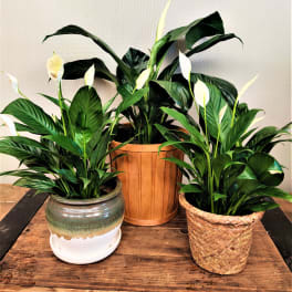 Three potted peace lilies with white blooms on a wooden table
