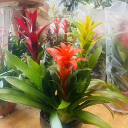 Potted bromeliad plants with red, orange, and yellow blooms