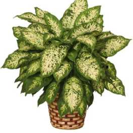 Potted variegated green houseplant in a woven basket